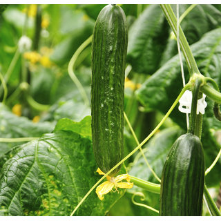 30 Green Cucumber Seeds for Home and Terrace Gardening – High-Quality Cucumber Seeds